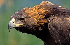 a close up of a bird of prey