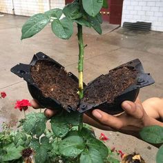 a person holding a plant with dirt on it