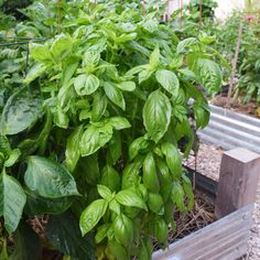 some green plants are growing in a garden