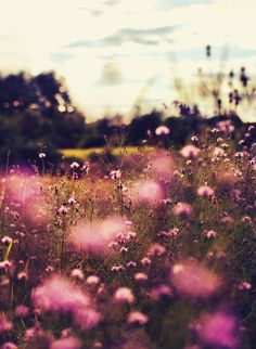 a field full of purple flowers under a blue sky