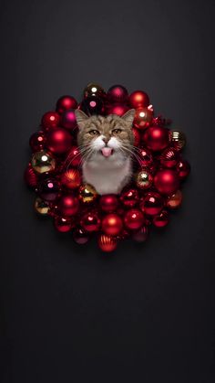 a cat sticking its tongue out sitting in a wreath filled with red and gold ornaments