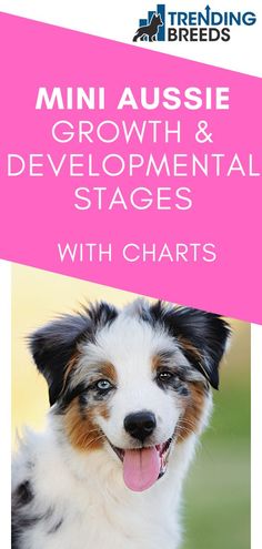 a dog with its tongue out and the words mini aussie growth & developmental stages