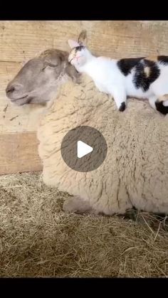 a cat is sitting on top of a sheep and another cat is standing next to it