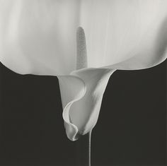 a black and white photo of a flower