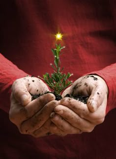 two hands are holding a small plant with dirt on it and one hand is folded over the other