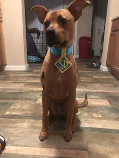 a brown dog sitting on top of a kitchen floor