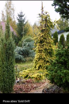 some very pretty trees and bushes in the yard