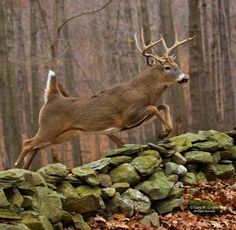 a deer jumping over rocks in the woods