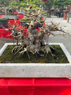 a bonsai tree in a pot with moss growing on it's sides and roots