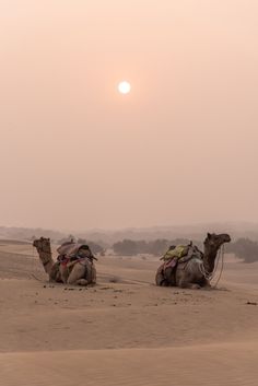 two camels are sitting in the desert at sunset