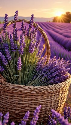 lavender flowers in a wicker basket with the sun setting behind them on a lavender field