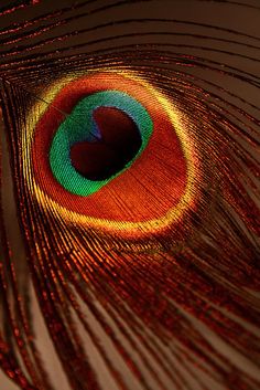 a close up photo of a peacock's feathers tail