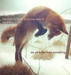 a fox jumping in the air with its mouth open