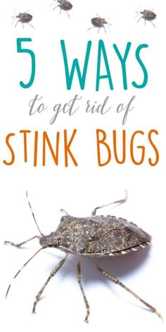 five bugs with the words 5 ways to get rid of stink bugs on it's back