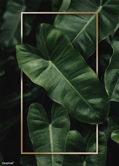 green leaves with a gold frame in the middle on a black background for an instagram