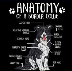 the anatomy of a border collie dog