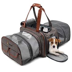 a brown and white dog laying next to a gray duffel bag