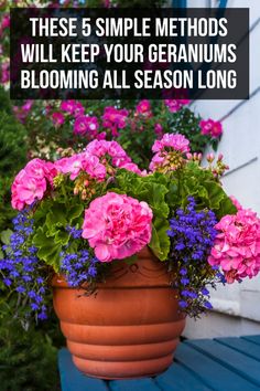 a potted plant with pink and purple flowers in it on a blue wooden bench