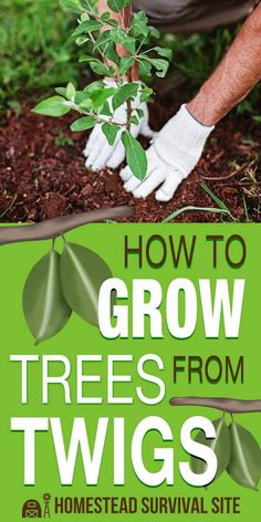 how to grow trees from twigs in the ground with text overlay that reads, how to grow trees from twigs