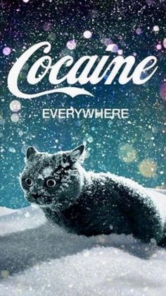 a black and white cat sitting in the snow next to a coca - cola advertisement