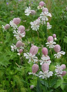 some pink and white flowers are in the middle of tall grass with other plants behind them