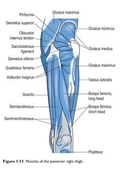 the muscles are labeled in this diagram, and there is also an image of the lower limb