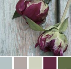 two purple tulips with green leaves in the center and color swatches below