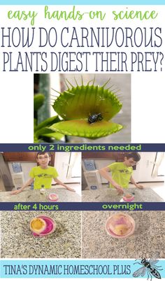 how do carnivorous plants dig into their prey? info from the book easy hands on science