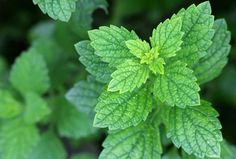 a green leafy plant with lots of leaves