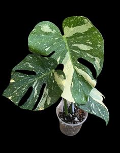 a large green plant with white spots on it's leaves in a small pot