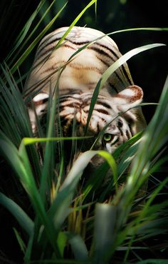 a white tiger hiding in the tall grass