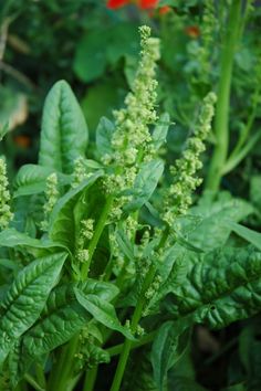 some green plants with red flowers in the background