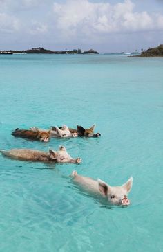 three pigs swimming in the ocean together