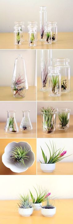 several different types of glass vases with plants in them