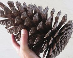 a hand holding a pine cone on top of a wooden table next to a white wall