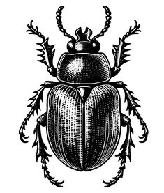 a black and white drawing of a scarp beetle with leaves on it's back