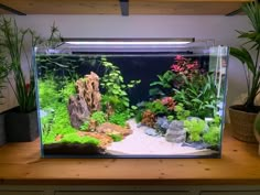 an aquarium filled with plants and rocks on top of a wooden table next to a potted plant