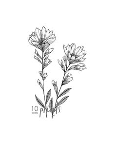 two flowers are shown in this black and white photo, with the words wyoming written on it