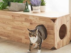 a cat standing on top of a wooden box