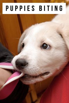 a white puppy chewing on a pink and white striped tie with the words puppies biting above it