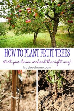 how to plant fruit trees start your home orchard the right way