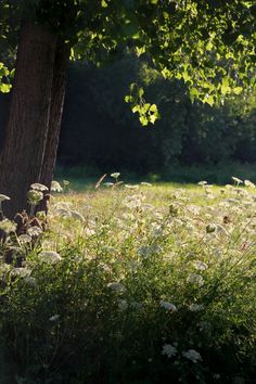 the sun shines through the trees and grass in front of a field full of wildflowers