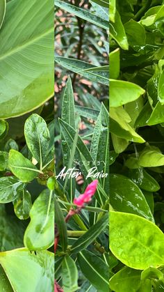 two pictures of green leaves and pink flowers