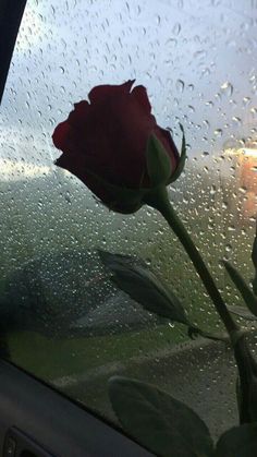 a red rose sitting on top of a window covered in raindrops next to a building