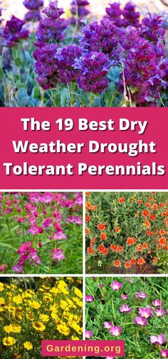 the 19 best dry weather drought to plant perennials in your garden or yard