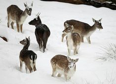 a herd of deer standing on top of a snow covered slope next to each other