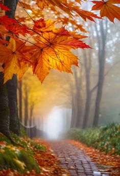 an autumn scene with leaves on the ground