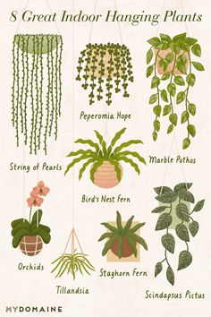 an illustrated guide to indoor hanging plants