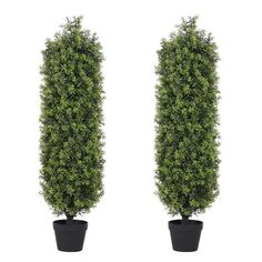 two potted plants are shown side by side