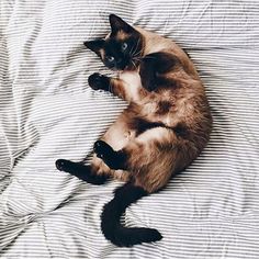 a siamese cat laying on top of a bed with its paws in the air